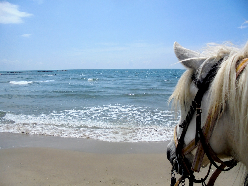 ​​Rando à cheval en Camargue