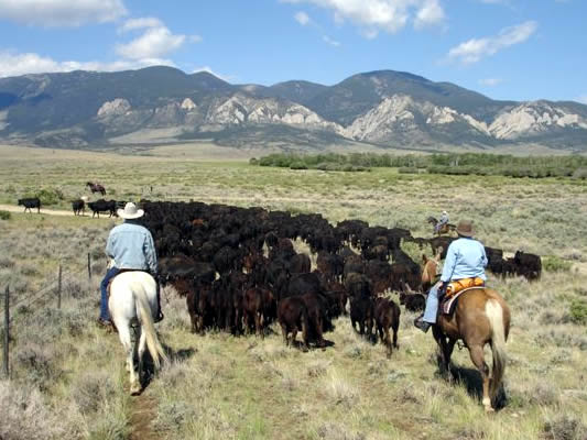 travail du bétail à cheval