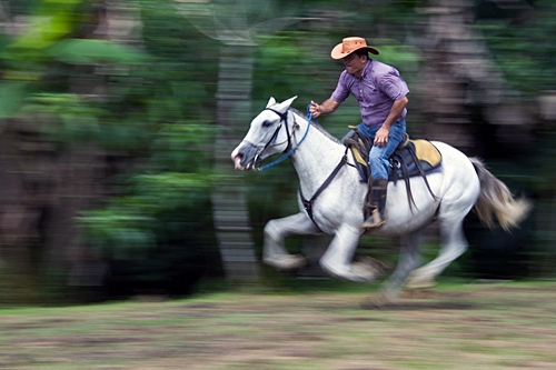 Cheval au Costa Rica