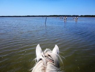 randonnée à cheval en Camargue